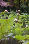 Lotusblumen