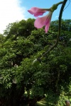 Blüte am Baobab