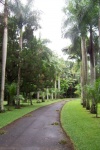 Palmenallee