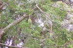 Früchte oder Knospen