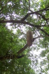 Wurstbaum